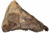 Dinosaur (Edmontosaurus?) Limb Bone End - Wyoming #233832-1